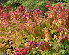     Spiraea japonica Macrophylla 